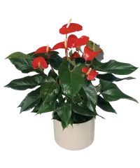 Pianta di anthurium