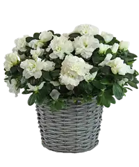 Pianta di azalea