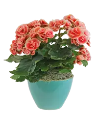 Pianta di begonia